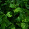 L'ortie, cette plante qui aime l’ombre et la fraîcheur possède de superbes caractéristiques pour faire des extraits fermentés ©Unsplash