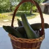 panier de courgettes