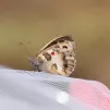 L'hermite, papillon étudié aux Courmettes