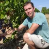 Au domaine des Fontaines à Thouarcé, Vincent Rousseau constate les effets de la sécheresse sur les vignes de cette parcelle de cabernet franc. ©RCF Anjou