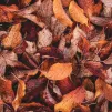 © Unsplash / feuilles d'automne 2022