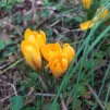 crocus
