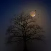 Chauve-souris