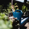 champignons à Frauenfeld (arrosoir) - © Jason Leung via Unsplash