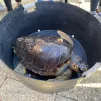 Calypso, tortue Caouanne