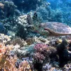Pixabay - une tortue de l'océan