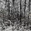 Philippe Cognée, Forêt enneigée 1, 2020 ©Adagp, Paris, 2022 