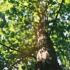 image d'illustration (arbre) - © David Vig via Unsplash