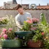image d'illustration (jardinage) - © Pelargoniums for Europe via Unsplash