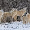 Parc Animalier de Sainte-Croix : 8 nouveaux loups blancs et des animations pour Noël