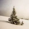 image d'illustration (sapin) - © Lionello DelPiccolo via Unsplash