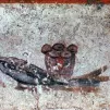 Pain et poisson (symboles paléochrétiens), catacombe de Saint-Calixte, Rome ©Wikimédia commons