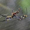 Araignée arachnide - Pixabay