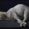 Francisco de Zurbarán, Agnus Dei ©Wikimédia commons