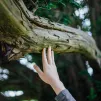 Pour se reconnecter à un arbre, nul besoin de l’enlacer, comme on le voit souvent dans les représentations... ©Unsplash