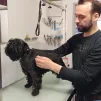 Nicolas Taffu, éleveur canin à Neuillé, bichonne sa chienne Rumba, qui concourra lors du Salon de l'agriculture 2023. ©RCF Anjou