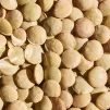 Les lentilles