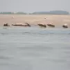Phoques en Baie de Somme reposoir à marée basse Crédit Picardie Nature