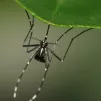DR