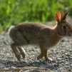 Lapin de Nouvelle-Angleterre (Sylvilagus transitionalis), en Nouvelle Angleterre (menacé) - Wikipédia