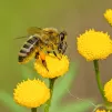 L'abeille a aussi un rôle écologique
