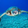 L'océan et sa biodiversité - Richard Segal pour Pexels