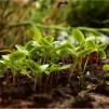 La permaculture : une inspiration pour nos systèmes économiques ? 