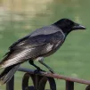 Corbeau