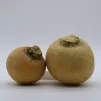 Le navet boule d'or