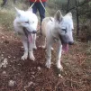 Toundra et Alaska, deux louveteaux de 4 mois - Photo : Association AVALOUP