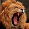 Le lion photo Pixabay
