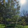 À Jérusalem, les jardins ensoleillés de l'École biblique et archéologique française ©RCF / Odile Riffaud