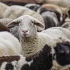 Le mouton - image Pixabay