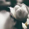 benny-jackson-UNSPLASH