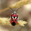 ® Wikimedia Commons JM Rosier - Eurydema ornatum