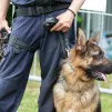 © www.devenir-gendarme.com