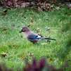 Un geai des chênes observé dans le jardin d'un particulier à Cassagne, Haute-Garonne, le 23/01/2021 ©Photographie de Lilian CAZABET / Hans Lucas