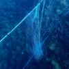 Un filet de pêche sur des coraux à Nice - Photo Iza 