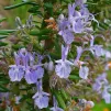 Wikimedia Commons : Rosmarinus officinalis