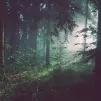 image d'illustration (forêt) - © Sebastian Unrau via Unsplash