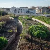 À la recherche d'espaces libres, l'agriculture urbaine n'hésite pas à se hisser sur les toits de Paris © Hervé Chatel / Hans Lucas