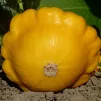 Le pâtisson