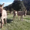 ferme Belle Lurette au Mas des Cours