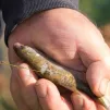 Un poisson vivant utilisé comme appât. © Ludovic Sueur.