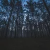 Toute la programmation du festival est à retrouver sur le site internet des Nuits des Forêts. Tous les événements sont gratuits, mais certains sont sur inscription. 