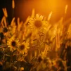 © Jonathan Borba / Pexels