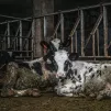 Photo de Jo-Anne McArthur sur Unsplash   Get