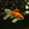 Contrairement aux idées reçues, le poisson rouge est loin d’avoir une mémoire de trois secondes.