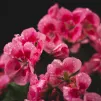 image d'illustration (géranium) - © Le Mucky via Unsplash