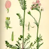 cardamine